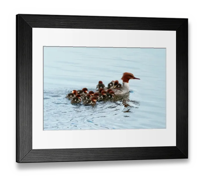 Framed Print : Common merganser (Mergus merganser) female on water with clutch of fourteen ducklings following close behind with some riding on their mothers back, Denmark. May Framed Print : Common merganser (Mergus merganser) female on water with clutch of fourteen ducklings following close behind with some riding on their mothers back, Denmark. May