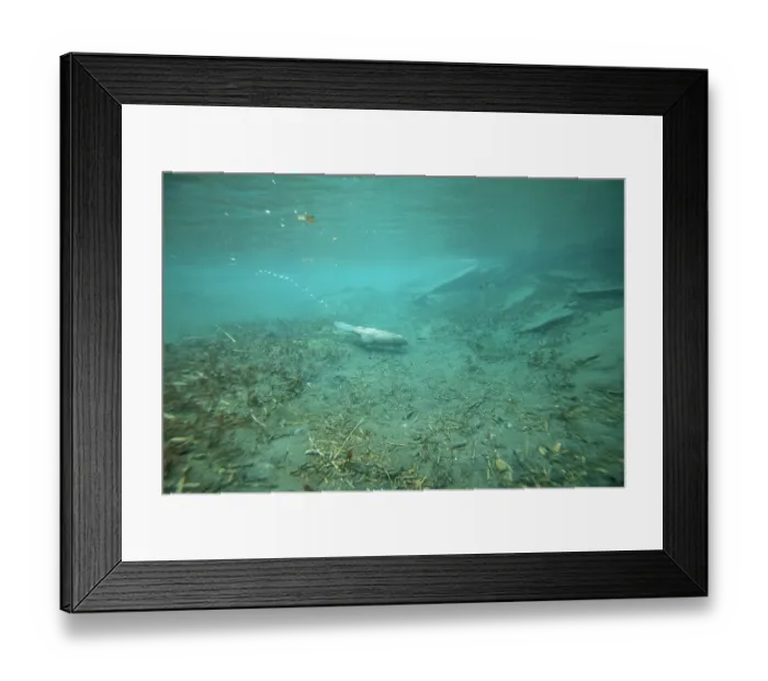 Framed Print : European beaver (Castor fiber) swimming underwater, River Rhone, Alps, France. June Framed Print : European beaver (Castor fiber) swimming underwater, River Rhone, Alps, France. June
