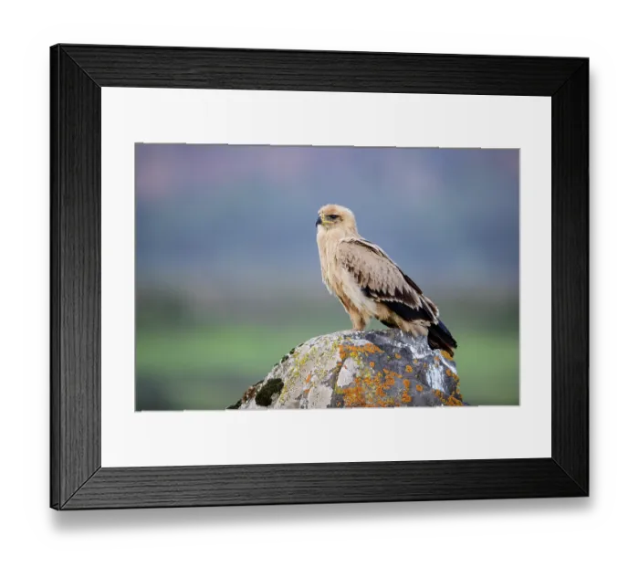 Framed Print : Tawny eagle (Aquila rapax) perched on a rock, Bale Mountains National Park, Ethiopia Framed Print : Tawny eagle (Aquila rapax) perched on a rock, Bale Mountains National Park, Ethiopia