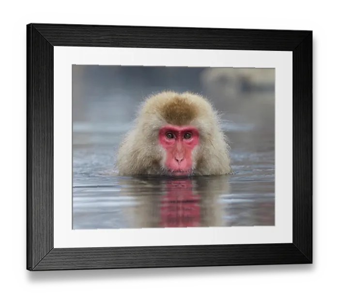 Framed Print : Japanese macaque (Macaca fuscata) sitting in hot springs, Jigokudani, Nagano Prefecture, Japan. February Framed Print : Japanese macaque (Macaca fuscata) sitting in hot springs, Jigokudani, Nagano Prefecture, Japan. February