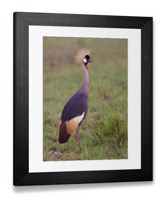 Framed Print : Grey crowned crane (Balearica regulorum) standing in grassland. Masai Mara National Reserve, Kenya Framed Print : Grey crowned crane (Balearica regulorum) standing in grassland. Masai Mara National Reserve, Kenya