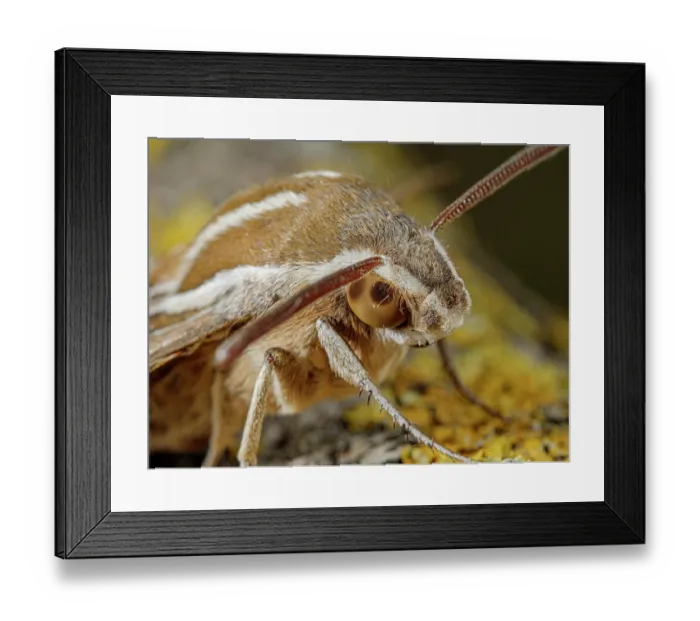 Framed Print : Striped hawkmoth (Hyles livornica) portrait, Podere Montecucco, Umbria, Italy. May Framed Print : Striped hawkmoth (Hyles livornica) portrait, Podere Montecucco, Umbria, Italy. May