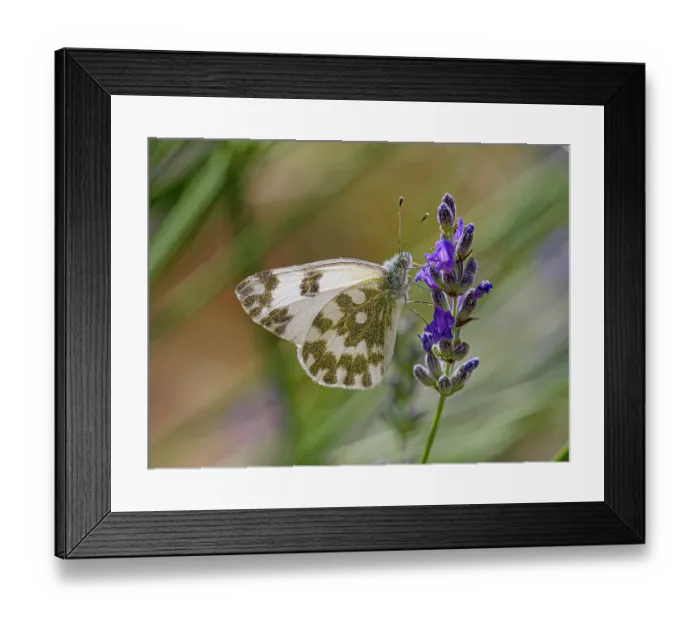 Framed Print : Eastern dappled white butterfly (Euchloe ausonia) resting on Lavender (Lavandula sp.), Podere Montecucco, Orvieto, Umbria, Italy. May Framed Print : Eastern dappled white butterfly (Euchloe ausonia) resting on Lavender (Lavandula sp.), Podere Montecucco, Orvieto, Umbria, Italy. May