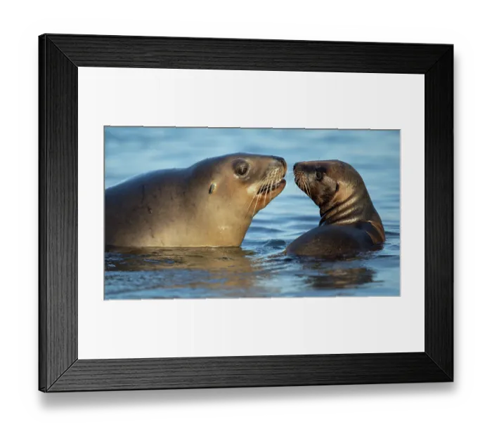 Framed Print : New Zealand sea lion (Phocarctos hookeri) female and pup in shallows of an estuary, wild, Catlins, South Island, New Zealand. Endangered Framed Print : New Zealand sea lion (Phocarctos hookeri) female and pup in shallows of an estuary, wild, Catlins, South Island, New Zealand. Endangered