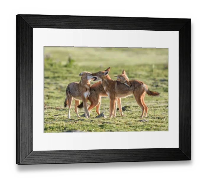 Framed Print : Ethiopian wolf (Canis simensis) pack members greeting each other in the morning, Bale Mountains National Park, Ethiopia. Endangered Framed Print : Ethiopian wolf (Canis simensis) pack members greeting each other in the morning, Bale Mountains National Park, Ethiopia. Endangered