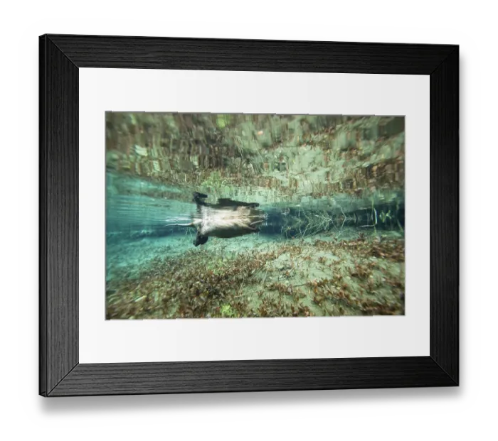 Framed Print : European beaver (Castor fiber) swimming on the surface carrying a reed in its mouth, underwater view, River Rhone, Alps, France. June Framed Print : European beaver (Castor fiber) swimming on the surface carrying a reed in its mouth, underwater view, River Rhone, Alps, France. June