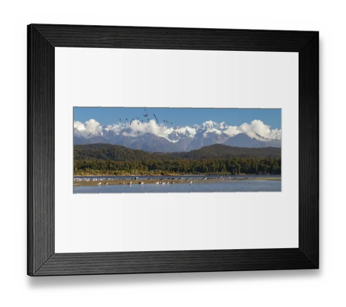 Framed Print : View of Okarito Forest, habitat of the Okarito kiwi (Apteryx rowi), with the Southern Alps including Mt Cook and Mt Tasman in background Framed Print : View of Okarito Forest, habitat of the Okarito kiwi (Apteryx rowi), with the Southern Alps including Mt Cook and Mt Tasman in background