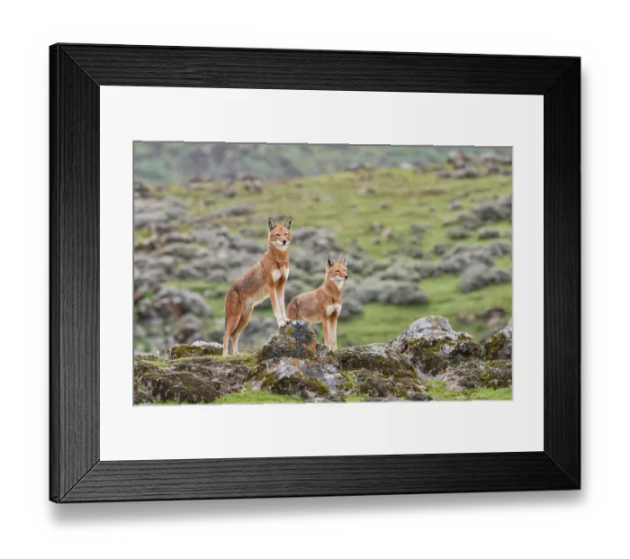 Framed Print : Two Ethiopian wolves (Canis simensis) standing in afroalpine landscape. The left individual has been tagged by the Ethiopian Wolf Conservation Programme Framed Print : Two Ethiopian wolves (Canis simensis) standing in afroalpine landscape. The left individual has been tagged by the Ethiopian Wolf Conservation Programme