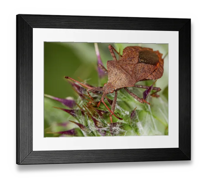 Framed Print : Dock bug (Coreus marginatus) portrait, Podere Montecucco, Orvieto, Umbria, Italy. June Framed Print : Dock bug (Coreus marginatus) portrait, Podere Montecucco, Orvieto, Umbria, Italy. June