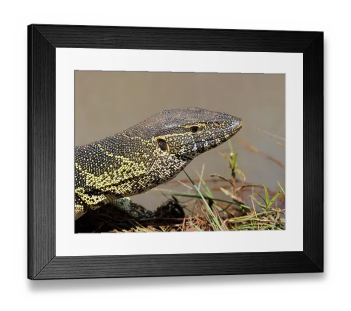 Framed Print : Water monitor lizard (Varanus niloticus) head portrait, Masai Mara National Reserve, Kenya Framed Print : Water monitor lizard (Varanus niloticus) head portrait, Masai Mara National Reserve, Kenya