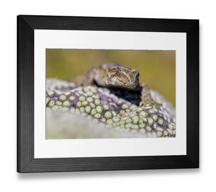 Framed Print : Cascade gecko (Mokopirirakau 'Cascades') resting on Vegetable sheep (Raoulia sp.) on mountainside, Haast Range, West Coast, New Zealand Framed Print : Cascade gecko (Mokopirirakau 'Cascades') resting on Vegetable sheep (Raoulia sp.) on mountainside, Haast Range, West Coast, New Zealand