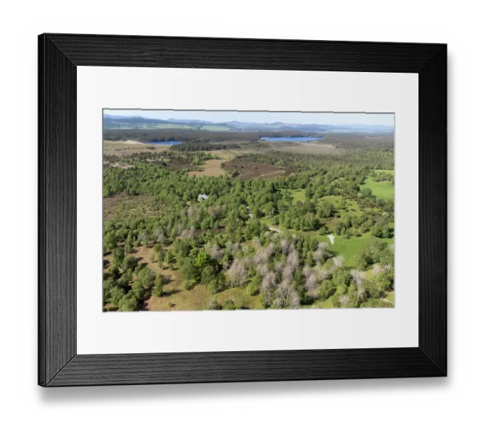 Framed Print : Aerial view of mixed Birch (Betula pendula) and Aspen (Populus tremula) woodland in early spring, with the bare Aspen clearly distinguished in the foreground, Tulloch Framed Print : Aerial view of mixed Birch (Betula pendula) and Aspen (Populus tremula) woodland in early spring, with the bare Aspen clearly distinguished in the foreground, Tulloch