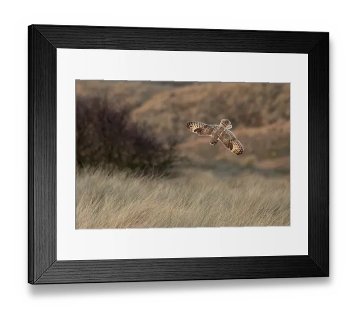 Framed Print : Short-eared owl (Asio flammeus) swooping down, hunting over grassland, Winterton, Norfolk, England, UK. January Framed Print : Short-eared owl (Asio flammeus) swooping down, hunting over grassland, Winterton, Norfolk, England, UK. January