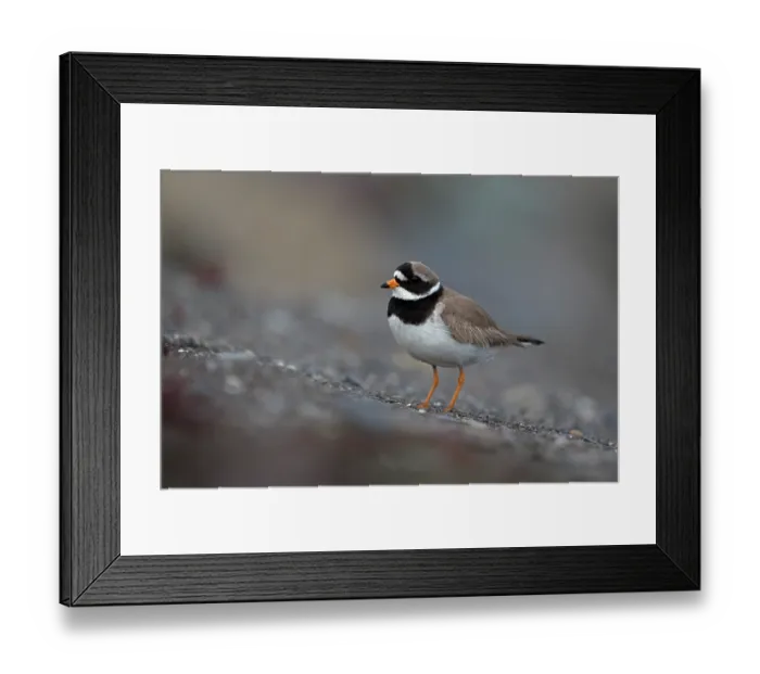 Framed Print : Ringed plover (Charadrius hiaticula) portrait, Iceland. June Framed Print : Ringed plover (Charadrius hiaticula) portrait, Iceland. June