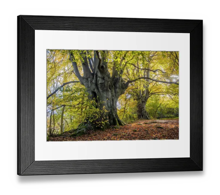 Framed Print : Ancient Beech trees (Fagus sylvatica) in autumn, seasonal study, Lineover Wood, Gloucestershire, UK. November. The second largest Beech tree in England Framed Print : Ancient Beech trees (Fagus sylvatica) in autumn, seasonal study, Lineover Wood, Gloucestershire, UK. November. The second largest Beech tree in England
