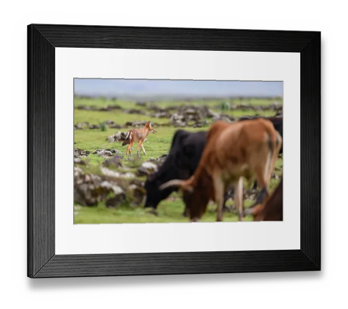 Framed Print : Ethiopian wolf (Canis simensis) hunting amongst cattle herd, Bale Mountains National Park, Ethiopia. Endangered Framed Print : Ethiopian wolf (Canis simensis) hunting amongst cattle herd, Bale Mountains National Park, Ethiopia. Endangered