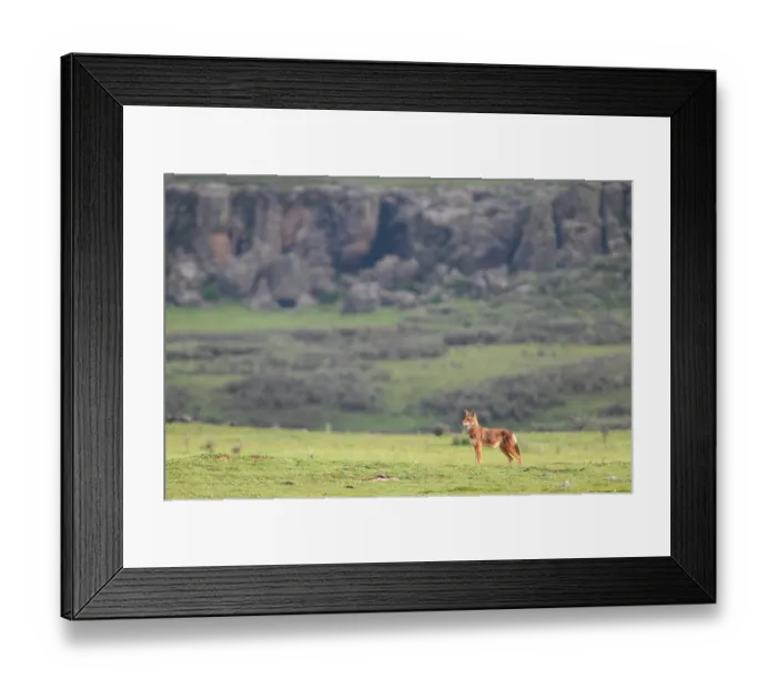 Framed Print : Ethiopian wolf (Canis simensis) standing in grassland with mountains behind, Bale Mountains National Park, Ethiopia. Endangered Framed Print : Ethiopian wolf (Canis simensis) standing in grassland with mountains behind, Bale Mountains National Park, Ethiopia. Endangered