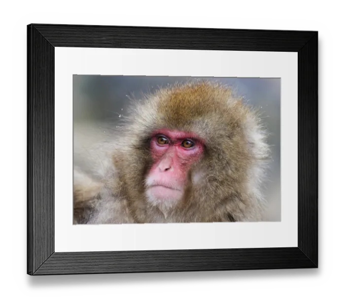 Framed Print : Japanese macaque (Macaca fuscata) head portrait, Jigokudani, Nagano Prefecture, Japan. February Framed Print : Japanese macaque (Macaca fuscata) head portrait, Jigokudani, Nagano Prefecture, Japan. February