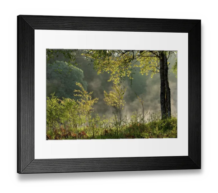 Framed Print : Aspen (Populus tremula) saplings showing early spring foliage alongside the River Spey, Cairngorms National Park, Scotland, UK. May Framed Print : Aspen (Populus tremula) saplings showing early spring foliage alongside the River Spey, Cairngorms National Park, Scotland, UK. May