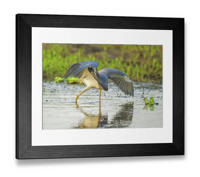 Framed Print : Tricoloured heron (Egretta tricolor) fishing in shallow water, Myakka River State Park, Florida, USA. March Framed Print : Tricoloured heron (Egretta tricolor) fishing in shallow water, Myakka River State Park, Florida, USA. March