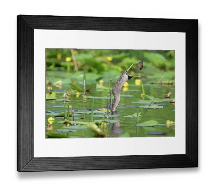 Framed Print : Anhinga (Anhinga anhinga) female, in water catching a Bluegill (Lepomis macrochirus), Everglades National Park, Florida, USA. March Framed Print : Anhinga (Anhinga anhinga) female, in water catching a Bluegill (Lepomis macrochirus), Everglades National Park, Florida, USA. March