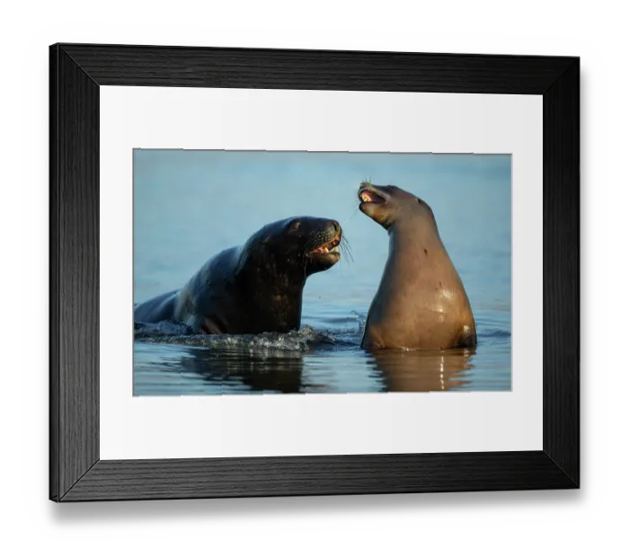 Framed Print : Two New Zealand sea lions (Phocarctos hookeri) sub-adult male courting female in shallows of an estuary, Catlins, South Island, New Zealand. Endangered Framed Print : Two New Zealand sea lions (Phocarctos hookeri) sub-adult male courting female in shallows of an estuary, Catlins, South Island, New Zealand. Endangered