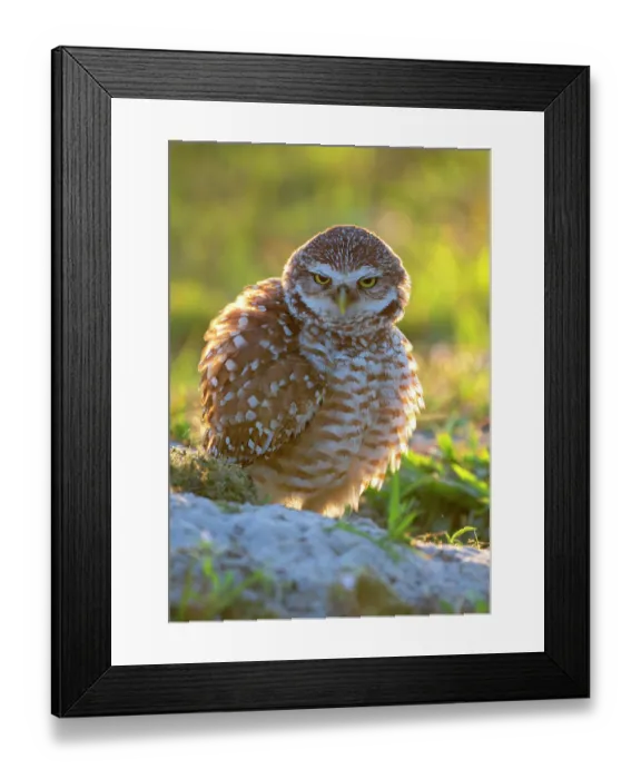 Framed Print : Burrowing owl (Athene cunicularia) standing at nest site, Cape Coral, Florida, USA. March Framed Print : Burrowing owl (Athene cunicularia) standing at nest site, Cape Coral, Florida, USA. March