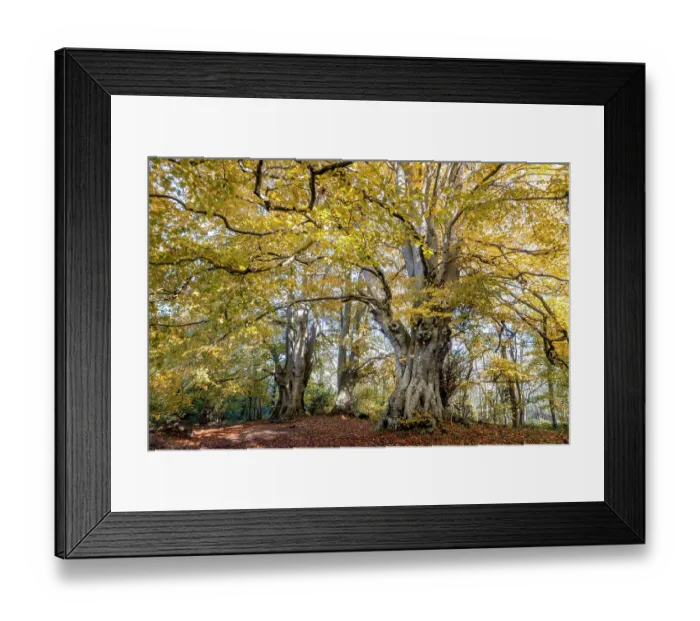 Framed Print : Ancient Beech trees (Fagus sylvatica) in autumn, seasonal study, Lineover Wood, Gloucestershire, UK. November. The second largest Beech tree in England Framed Print : Ancient Beech trees (Fagus sylvatica) in autumn, seasonal study, Lineover Wood, Gloucestershire, UK. November. The second largest Beech tree in England