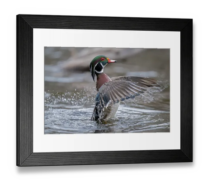 Framed Print : Wood duck (Aix sponsa) male in breeding plumage on water flapping its wings, Acadia National Park, Maine, USA. April Framed Print : Wood duck (Aix sponsa) male in breeding plumage on water flapping its wings, Acadia National Park, Maine, USA. April