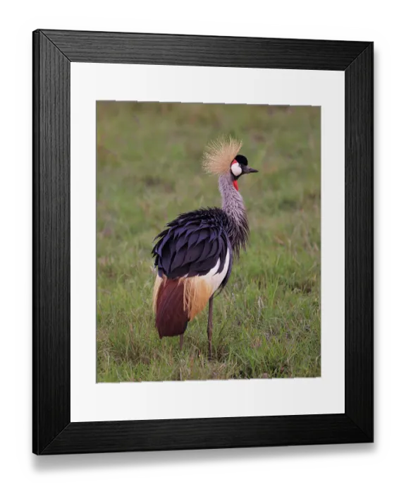 Framed Print : Grey crowned crane (Balearica regulorum) standing in grassland. with fluffed up feathers, Masai Mara National Reserve, Kenya Framed Print : Grey crowned crane (Balearica regulorum) standing in grassland. with fluffed up feathers, Masai Mara National Reserve, Kenya