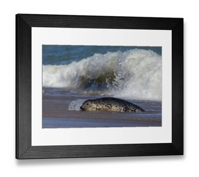 Framed Print : Grey seal (Halichoerus grypus) resting on beach, Norfolk, England, UK. September Framed Print : Grey seal (Halichoerus grypus) resting on beach, Norfolk, England, UK. September