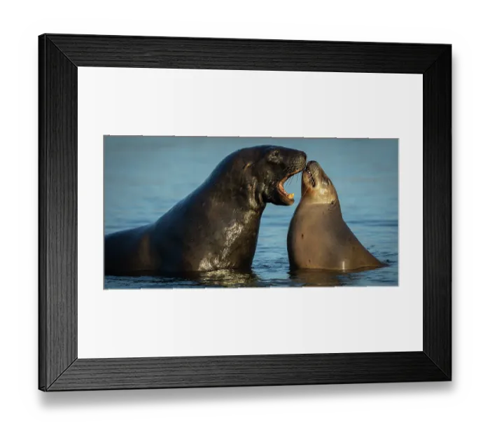 Framed Print : Two New Zealand sea lions (Phocarctos hookeri) sub-adult male courting female in shallows of an estuary, Catlins, South Island, New Zealand. Endangered Framed Print : Two New Zealand sea lions (Phocarctos hookeri) sub-adult male courting female in shallows of an estuary, Catlins, South Island, New Zealand. Endangered