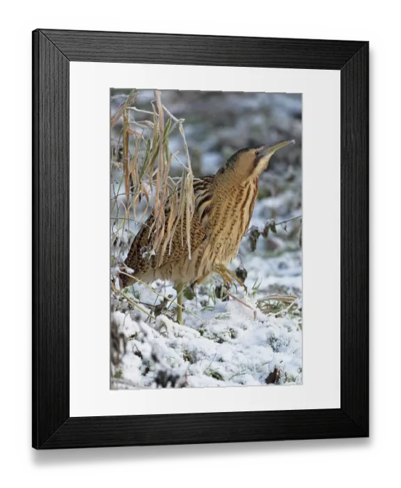 Framed Print : Bittern (Botaurus stellaris) walking over snow-covered grass, Norfolk, England, UK. December Framed Print : Bittern (Botaurus stellaris) walking over snow-covered grass, Norfolk, England, UK. December