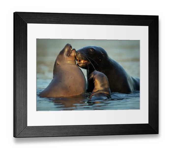 Framed Print : Two New Zealand sea lions (Phocarctos hookeri) sub-adult male courting female with pup close by, in shallows of an estuary, Catlins, South Island, New Zealand. Endangered Framed Print : Two New Zealand sea lions (Phocarctos hookeri) sub-adult male courting female with pup close by, in shallows of an estuary, Catlins, South Island, New Zealand. Endangered