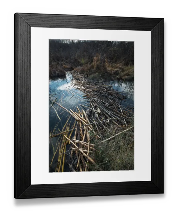 Framed Print : European beaver (Castor fiber) dam on river, River Ain, Alps, France. January Framed Print : European beaver (Castor fiber) dam on river, River Ain, Alps, France. January
