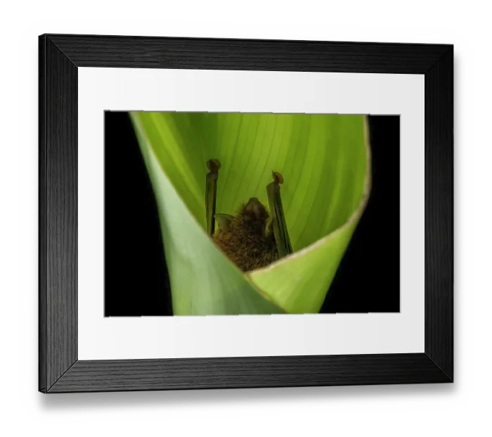 Framed Print : Spix's disk-winged bat (Thyroptera tricolor) roosting within a plantation banana leaf, within a flight cage, Smithsonian Bat Lab, Smithsonian Tropical Research Institiute, Gamboa Framed Print : Spix's disk-winged bat (Thyroptera tricolor) roosting within a plantation banana leaf, within a flight cage, Smithsonian Bat Lab, Smithsonian Tropical Research Institiute, Gamboa