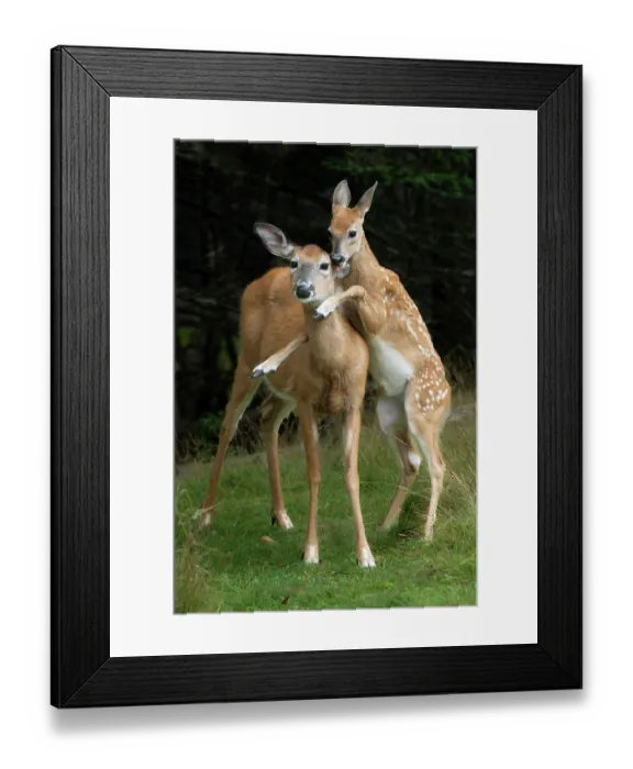 Framed Print : Whitetailed deer (Odocoileus virginianus) fawn jumping on its mother, Acadia National Park, Maine, USA. August Framed Print : Whitetailed deer (Odocoileus virginianus) fawn jumping on its mother, Acadia National Park, Maine, USA. August