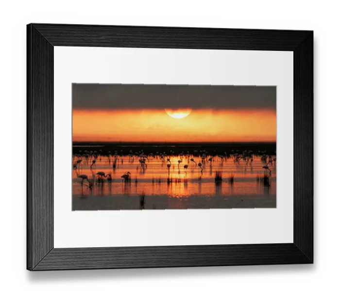 Framed Print : Lesser flamingos (Phoeniconaias minor) flock feeding in shallow water at sunrise, Amboseli National Park, Kenya Framed Print : Lesser flamingos (Phoeniconaias minor) flock feeding in shallow water at sunrise, Amboseli National Park, Kenya