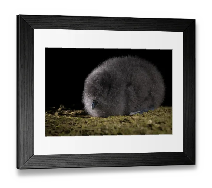 Framed Print : Fairy prion (Pachyptila turtur) chick, resting at night, St Clair, Dunedin, South Island, New Zealand. Controlled conditions Framed Print : Fairy prion (Pachyptila turtur) chick, resting at night, St Clair, Dunedin, South Island, New Zealand. Controlled conditions