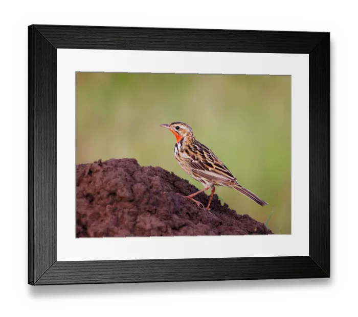 Framed Print : Rosy-throated longclaw (Macronyx ameliae) male, portrait, Masai Mara National Reserve, Kenya Framed Print : Rosy-throated longclaw (Macronyx ameliae) male, portrait, Masai Mara National Reserve, Kenya