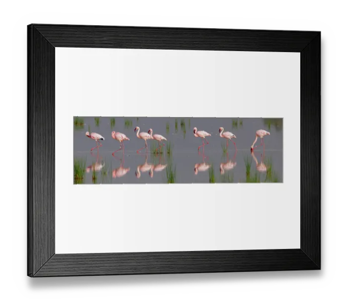 Framed Print : Group of Lesser flamingos (Phoeniconaias minor) wading in shallow water with reflection, Amboseli National Park, Kenya Framed Print : Group of Lesser flamingos (Phoeniconaias minor) wading in shallow water with reflection, Amboseli National Park, Kenya