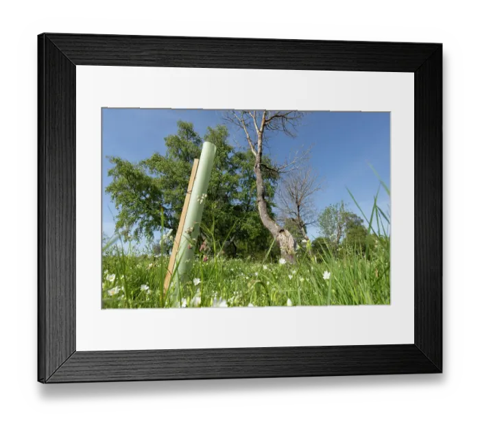 Framed Print : Plastic tree guard around Aspen (Populus tremula) sapling to protect from grazing by deer and sheep, Cairngorms National Park, Scotland, UK. May Framed Print : Plastic tree guard around Aspen (Populus tremula) sapling to protect from grazing by deer and sheep, Cairngorms National Park, Scotland, UK. May