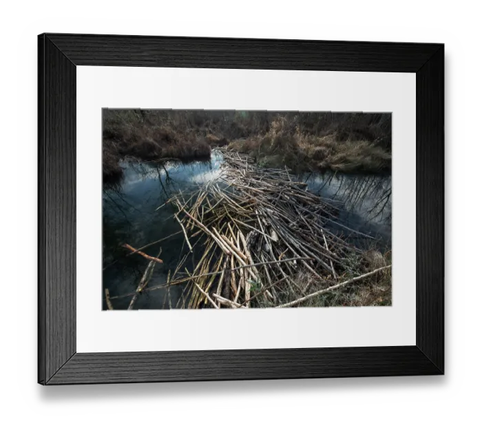 Framed Print : European beaver (Castor fiber) dam on river, River Ain, Alps, France. January Framed Print : European beaver (Castor fiber) dam on river, River Ain, Alps, France. January