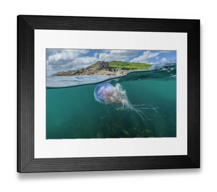 Framed Print : Split level view of a Blue jellyfish (Cyanea lamarckii) drifting just below the surface above Kelp forest (Laminaria ochroleuca) with Little Dennis Fort in background, Falmouth Framed Print : Split level view of a Blue jellyfish (Cyanea lamarckii) drifting just below the surface above Kelp forest (Laminaria ochroleuca) with Little Dennis Fort in background, Falmouth