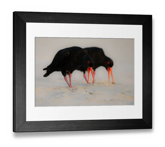 Framed Print : Variable oystercatchers (Haematopus unicolor) pair, foraging on beach, Tomahawk Beach, Dunedin, South Island, New Zealand Framed Print : Variable oystercatchers (Haematopus unicolor) pair, foraging on beach, Tomahawk Beach, Dunedin, South Island, New Zealand