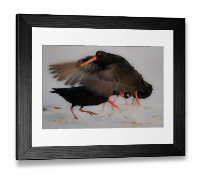 Framed Print : Variable oystercatchers (Haematopus unicolor) foraging on beach with one taking flight in foreground, Tomahawk Beach, Dunedin, South Island, New Zealand Framed Print : Variable oystercatchers (Haematopus unicolor) foraging on beach with one taking flight in foreground, Tomahawk Beach, Dunedin, South Island, New Zealand