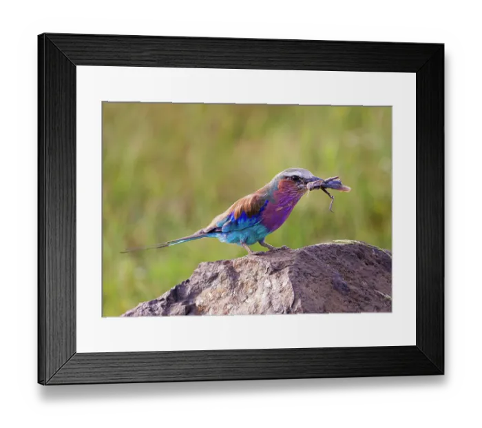 Framed Print : Lilac-breasted roller (Coracias caudatus) perched on a rock with insect prey in beak, Masai Mara National Reserve, Kenya Framed Print : Lilac-breasted roller (Coracias caudatus) perched on a rock with insect prey in beak, Masai Mara National Reserve, Kenya