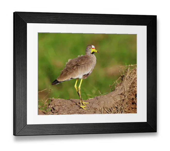 Framed Print : African wattled lapwing (Vanellus senegallus) portrait, Masai Mara National Reserve, Kenya Framed Print : African wattled lapwing (Vanellus senegallus) portrait, Masai Mara National Reserve, Kenya