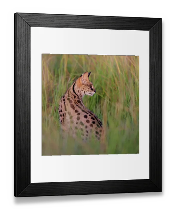 Framed Print : Serval (Felis serval) sitting in long grass, Masai Mara National Reserve, Kenya Framed Print : Serval (Felis serval) sitting in long grass, Masai Mara National Reserve, Kenya