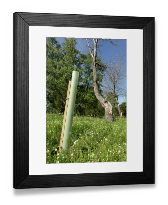 Framed Print : Plastic tree guard around Aspen (Populus tremula) sapling to protect from grazing by deer and sheep, Cairngorms National Park, Scotland, UK. May Framed Print : Plastic tree guard around Aspen (Populus tremula) sapling to protect from grazing by deer and sheep, Cairngorms National Park, Scotland, UK. May